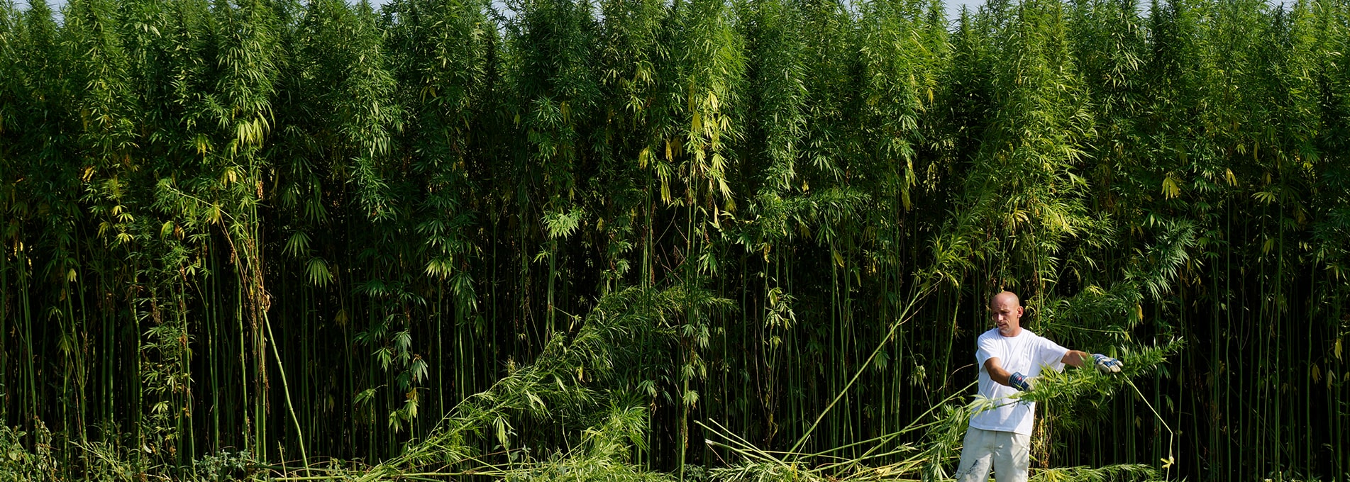 Anbau und Verarbeitung von Hanf Cannabis Banner